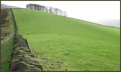 Below Back Forest