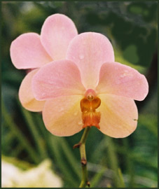 Orchid