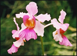 Orchid