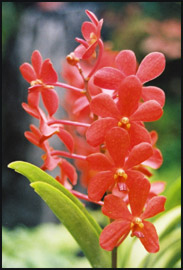 Orchid