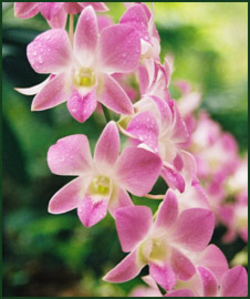 Orchid