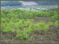 Trees above Cannich