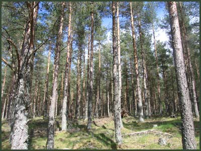 A sunny afternoon in the forest