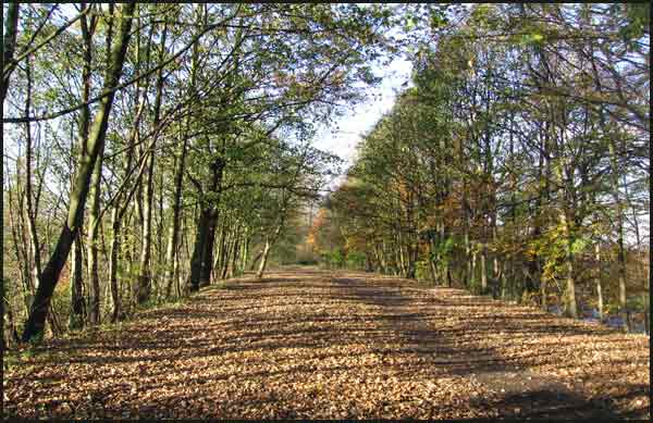 Loopline View