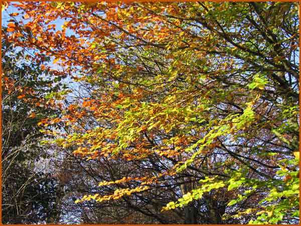 Autumn Leaves