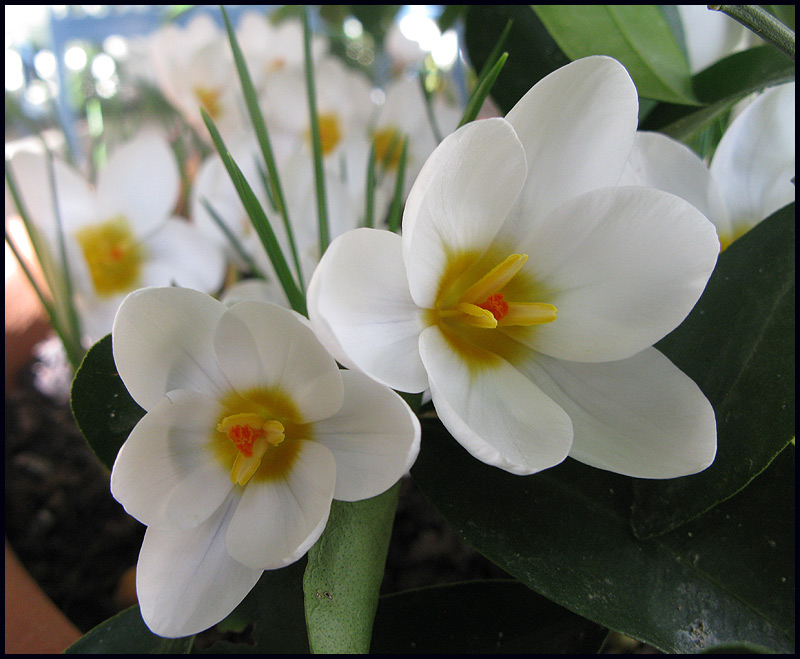 Dunham Park - Winter Garden